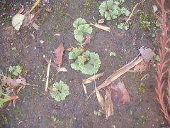 Riccia crystallina