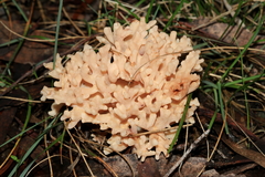 Ramaria capitata ochraceosalmonicolor