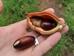 Sterculia monosperma