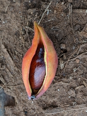 Sterculia monosperma