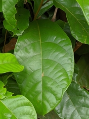 Sterculia monosperma