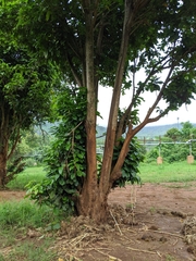 Sterculia monosperma