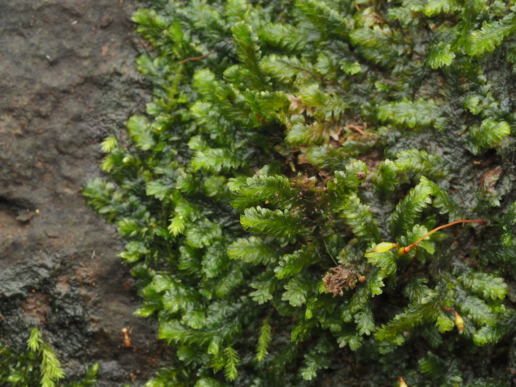Callicostella papillata