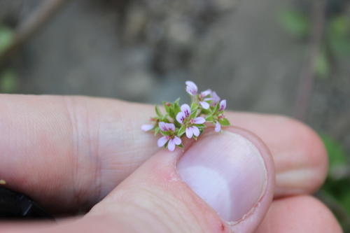Image of Pelargonium inodorum by (c) Joe Dillon, some rights reserved (CC BY)