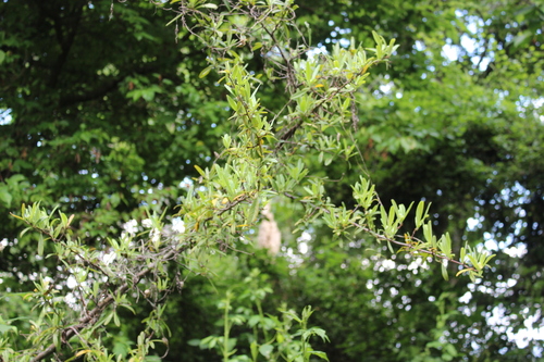 Image of Pyracantha angustifolia by (c) Joe Dillon, some rights reserved (CC BY)