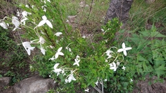 Bouvardia longiflora