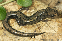 Weller's Salamander photo 2