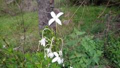 Bouvardia longiflora