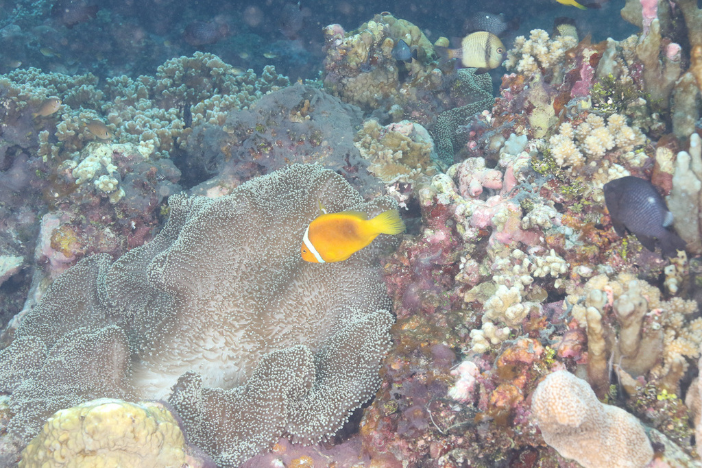 Whitebonnet anemonefish (Amphiprion leucokranos) — Pomacentridae