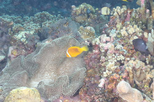 Whitebonnet anemonefish (Amphiprion leucokranos) — Pomacentridae