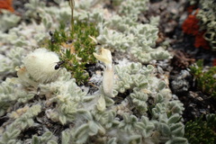 Astragalus purshii lectulus