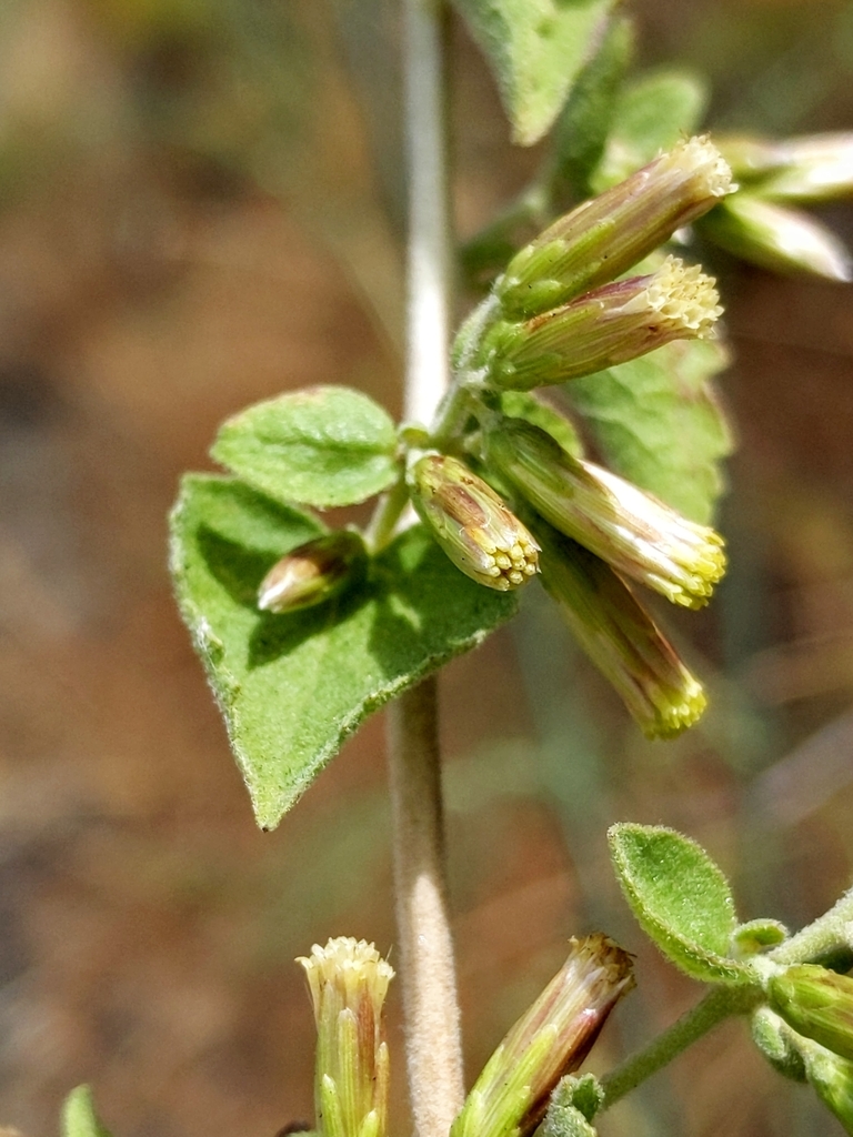 Xerobrickellia