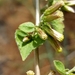 Brickellia californica - Photo Δεν διατηρούνται δικαιώματα