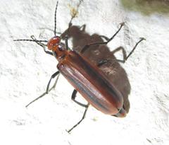 Pyrota tenuicostatis