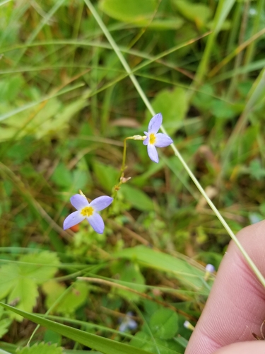 Image of Houstonia serpyllifolia by (c) Bob Schwartz, some rights reserved (CC BY)