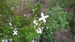 Bouvardia longiflora
