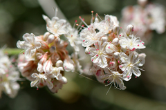 Eriogonum kennedyi austromontanum