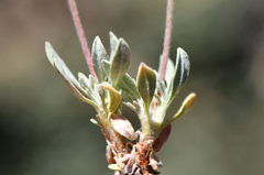 Eriogonum kennedyi austromontanum