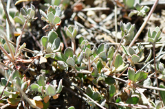 Eriogonum kennedyi austromontanum