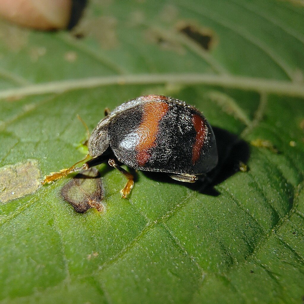 Uniparodentata pingbianensis