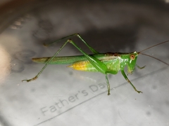 Conocephalus cinereus