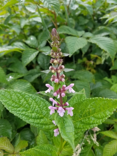 Stachys latidens, photograph 3