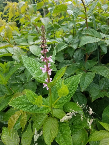 Stachys latidens, photograph 4