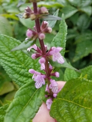 Stachys latidens, photograph (c) Bob Schwartz, some rights reserved (CC BY)