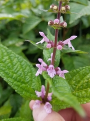 Stachys latidens, photograph (c) Bob Schwartz, some rights reserved (CC BY)