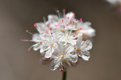 Eriogonum kennedyi austromontanum
