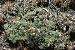 Eriogonum kennedyi austromontanum