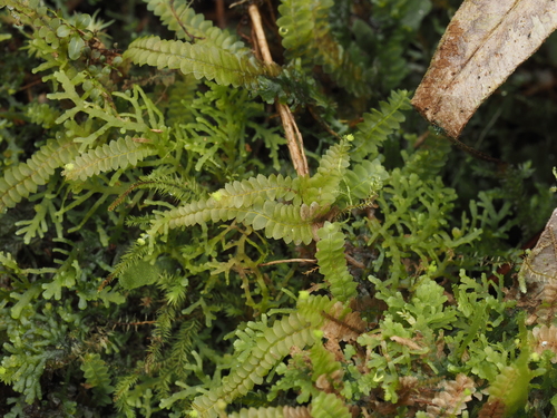 Calypogeia tosana observed 2024-12-13
