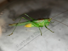 Conocephalus cinereus