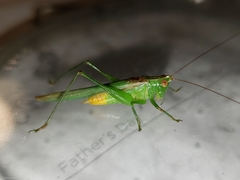 Conocephalus cinereus