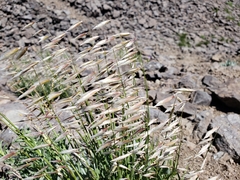 Melica stricta