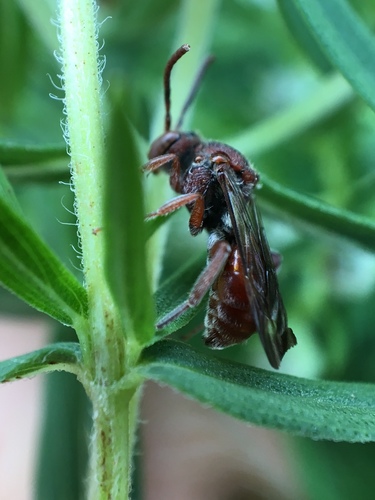 Articulated Nomad photo 3