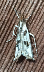 Prionapteryx achatina