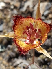 Calochortus fimbriatus