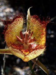 Calochortus fimbriatus