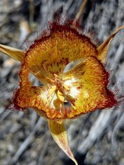 Calochortus fimbriatus