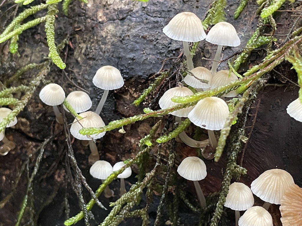 Roridomyces irritans