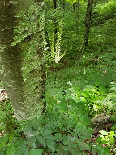 mountain black cohosh (Actaea podocarpa)
