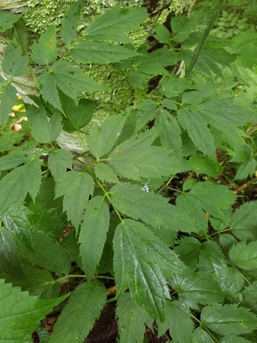 Image of Mountain Black Cohosh (Actaea podocarpa) by (c) Bob Schwartz, some rights reserved (CC BY)