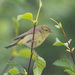 Orange-crowned Warbler - Photo (c) Rich Kostecke, some rights reserved (CC BY-NC), uploaded by Rich Kostecke