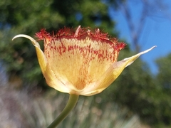 Calochortus fimbriatus