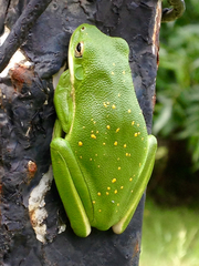 Green Treefrog photo 4