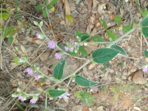 Lepidaploa canescens, 2024-12-18