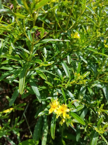 Bushy St. Johnswort (Hypericum densiflorum)