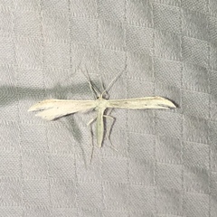 Hellinsia homodactylus