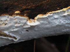 Dentipellicula leptodon